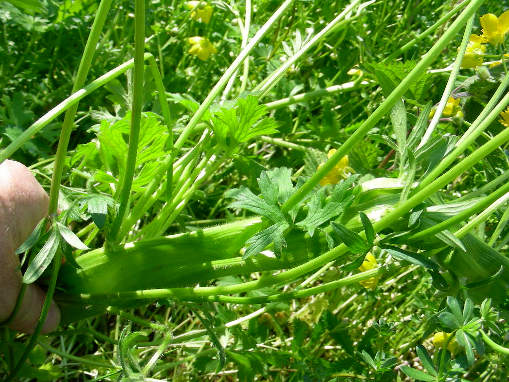 Fasciazione su Ranunculus sp.